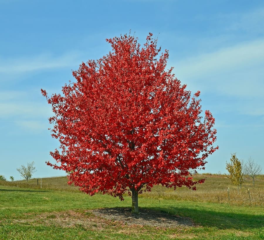 Acer Campestre